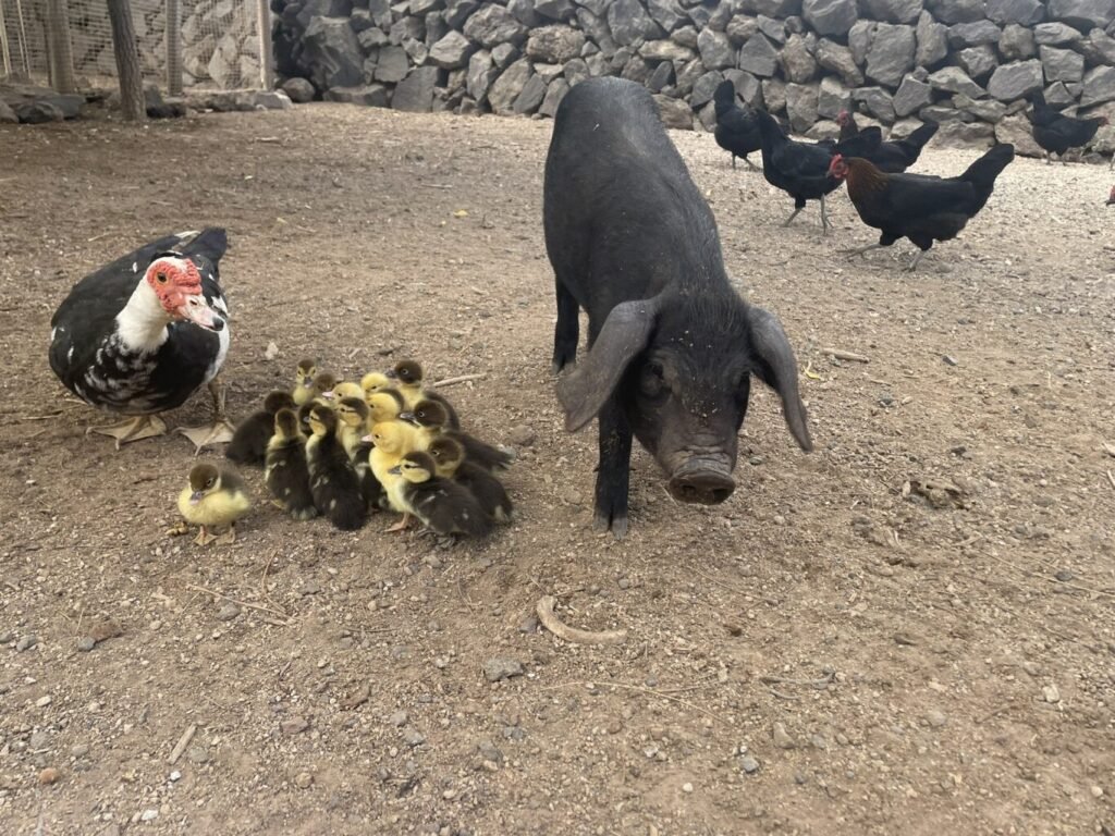 Ferienbetreuung für Kinder Tierheim